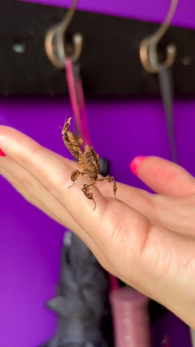 A ghost mantis on a staff member's hand at Zoo Creatures