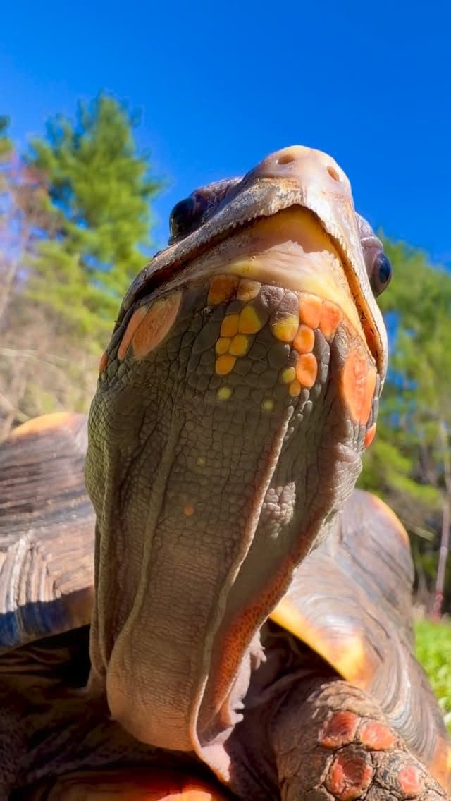 Redfoot tortoise at Zoo Creatures