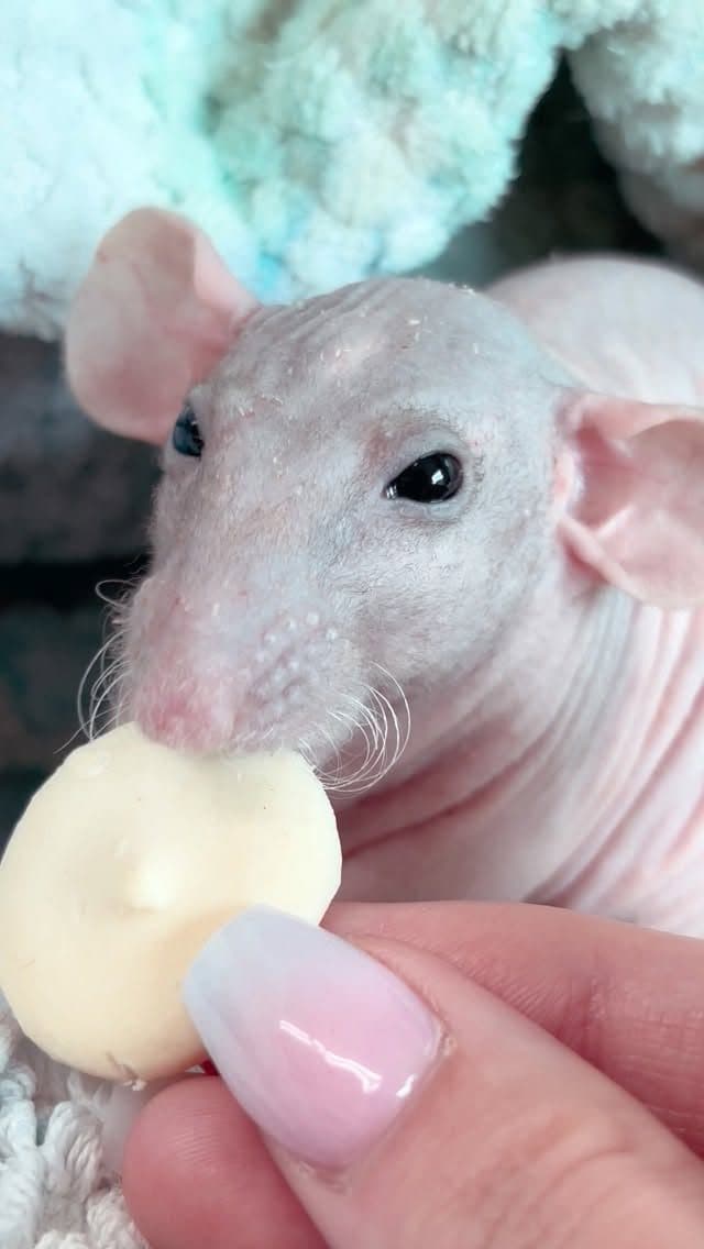 A hairless dumbo rat taking a treat at Zoo Creatures