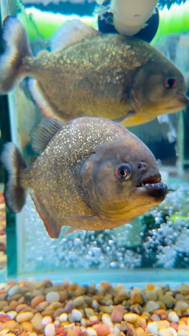 Red-bellied piranha at Zoo Creatures