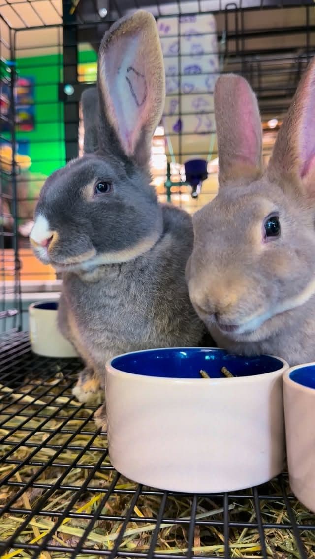 Two Rex rabbits at Zoo Creatures