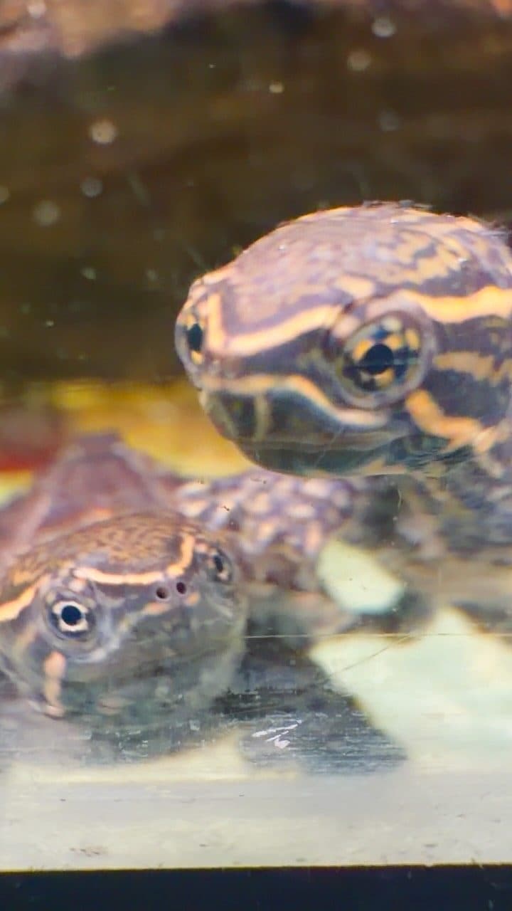 Musk & map turtles at Zoo Creatures