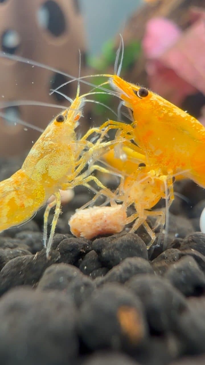Jinsha shrimp at Zoo Creatures