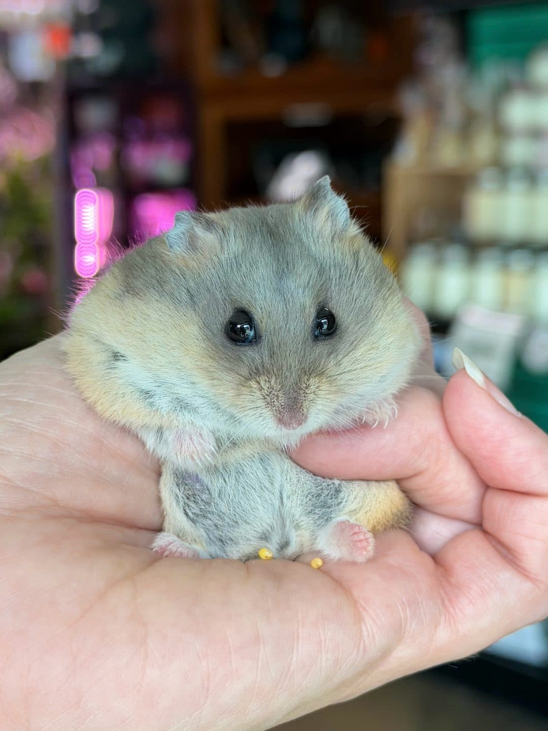A Campbell's dwarf hamster held in a staff member's hand at Zoo Creatures