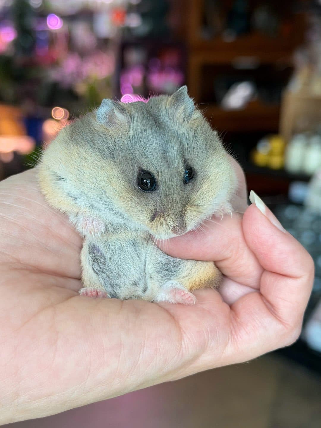 Campbell’s dwarf hamster, photo 3