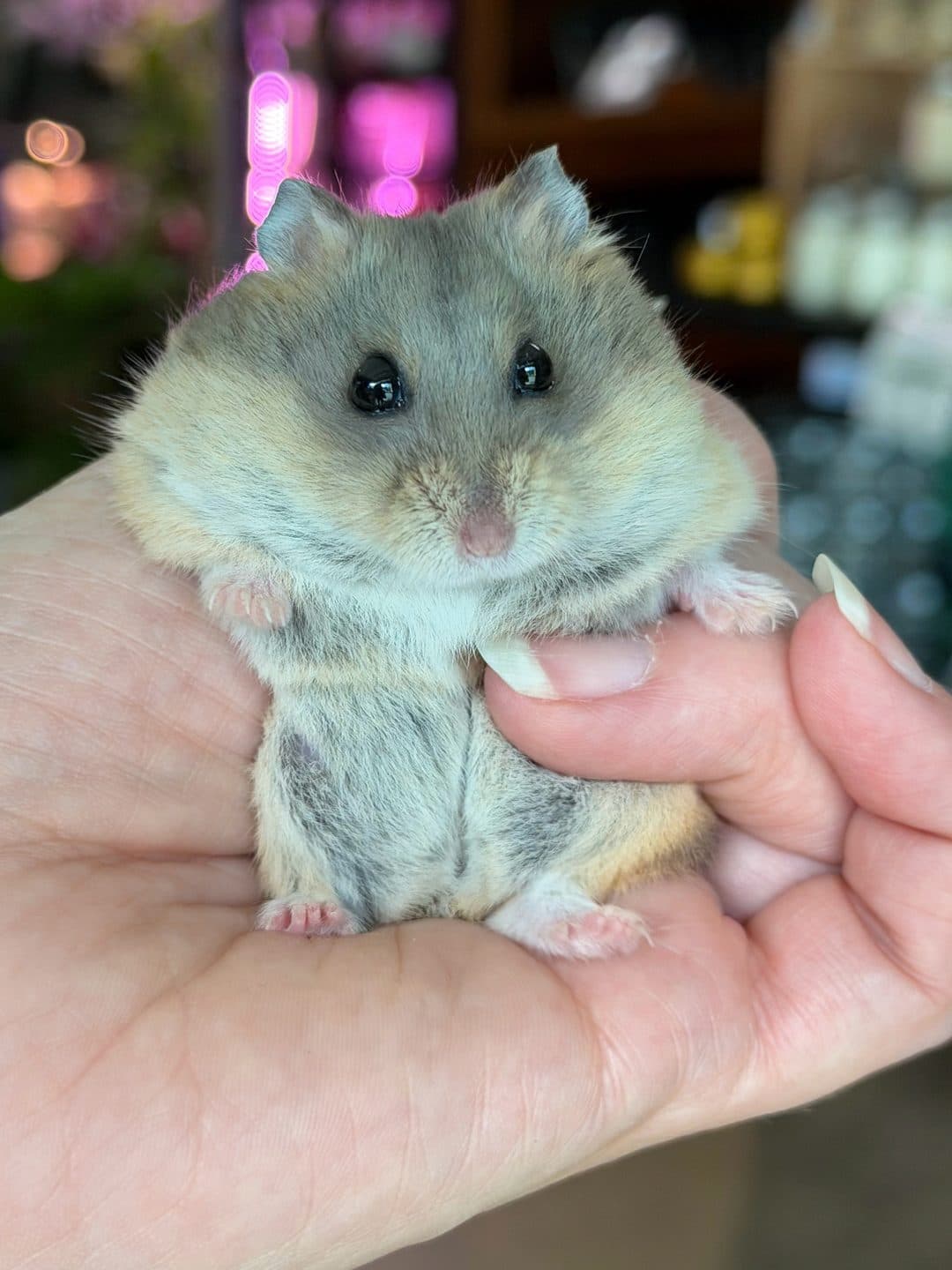 Campbell’s dwarf hamster, photo 4