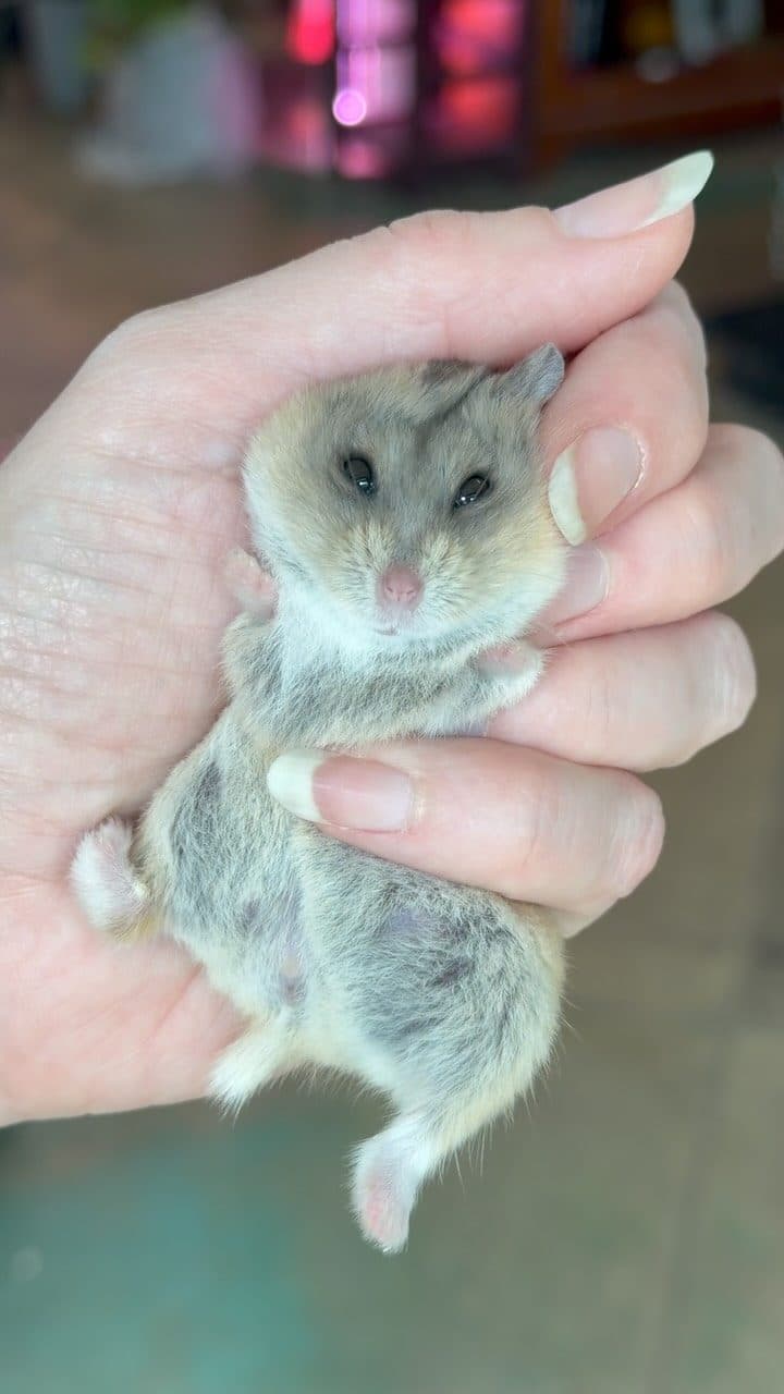 Campbell’s dwarf hamster at Zoo Creatures