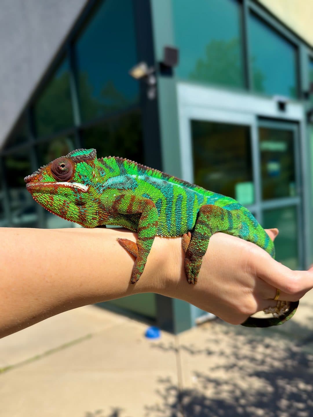 A male panther chameleon on a staff member's arm outside the Zoo Creatures storefront