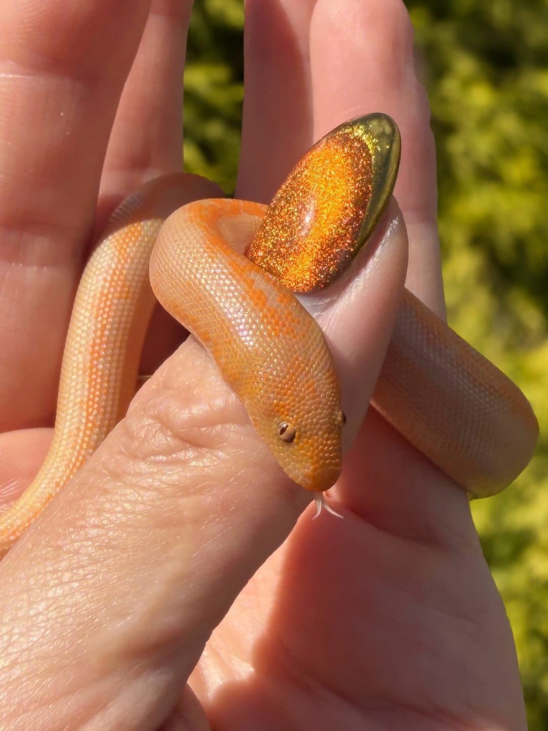 Kenyan sand boa, photo 2