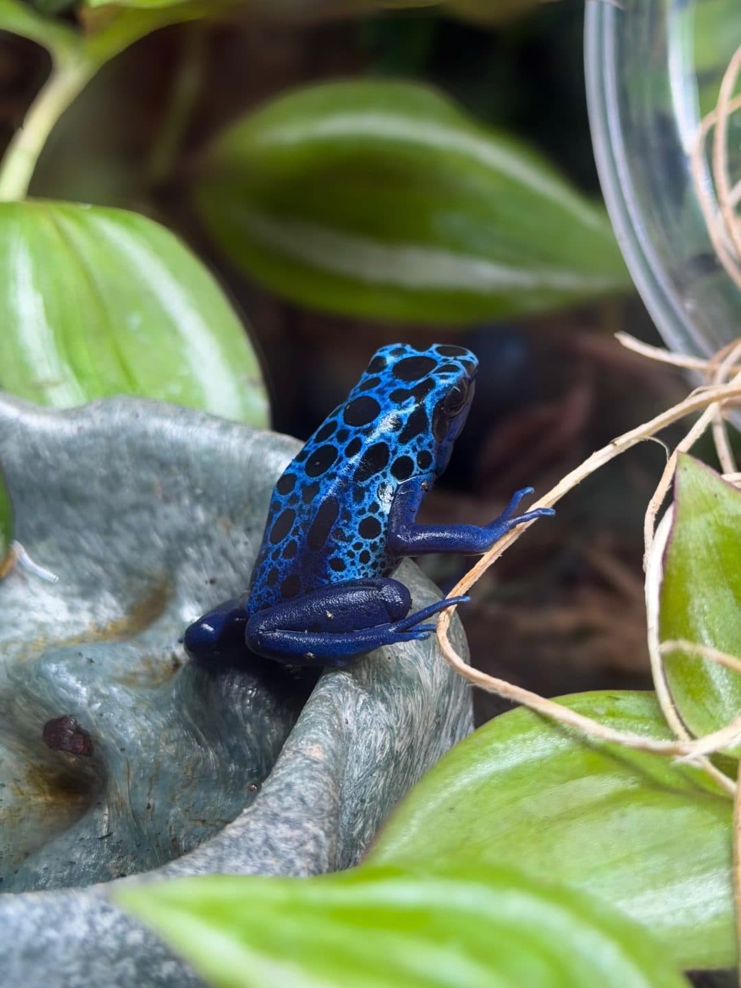 Blue Poison Dart Frog 🌿 Dendrobates tinctorius azureus