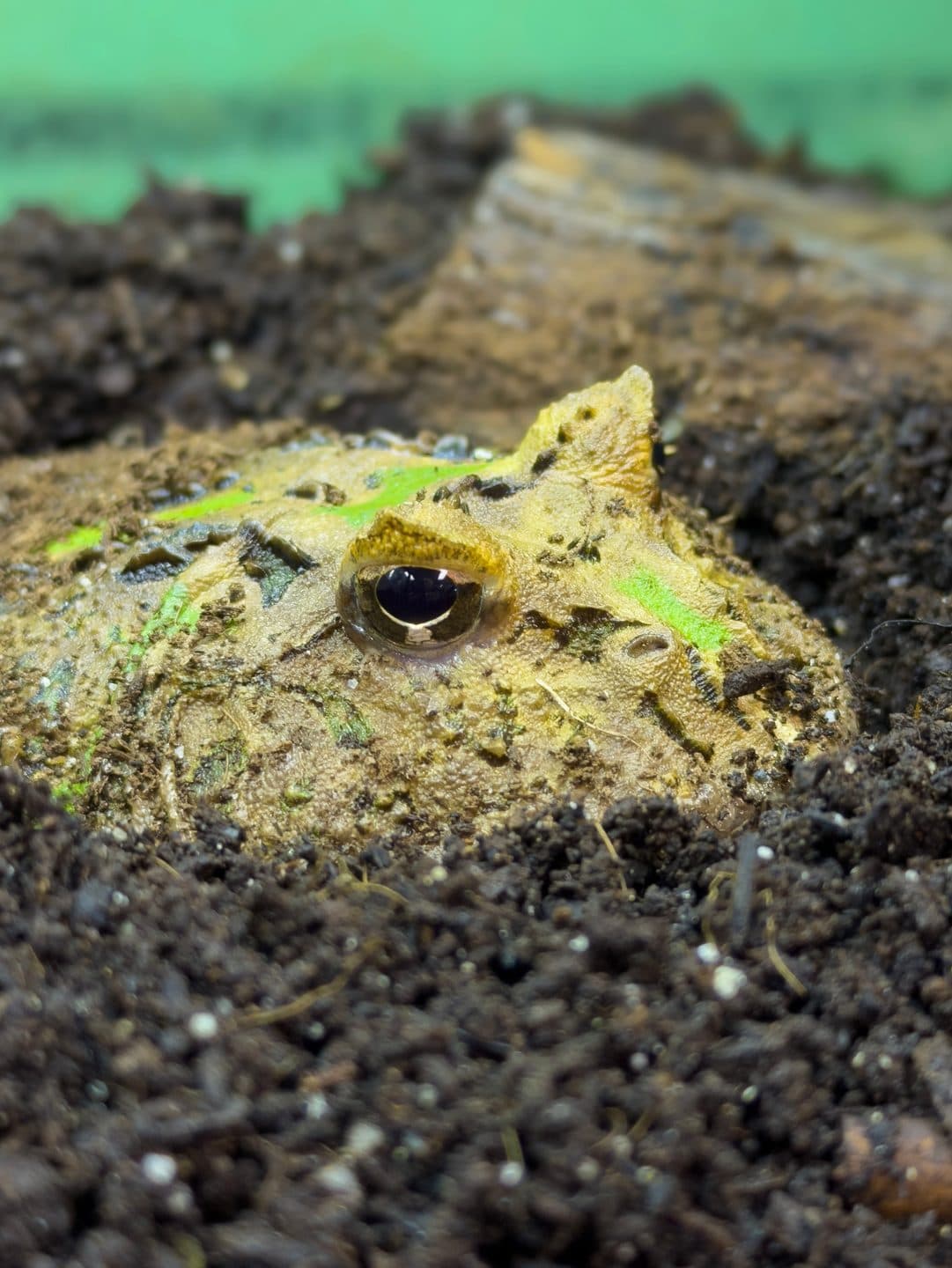 Pac-Man Frog 🌿