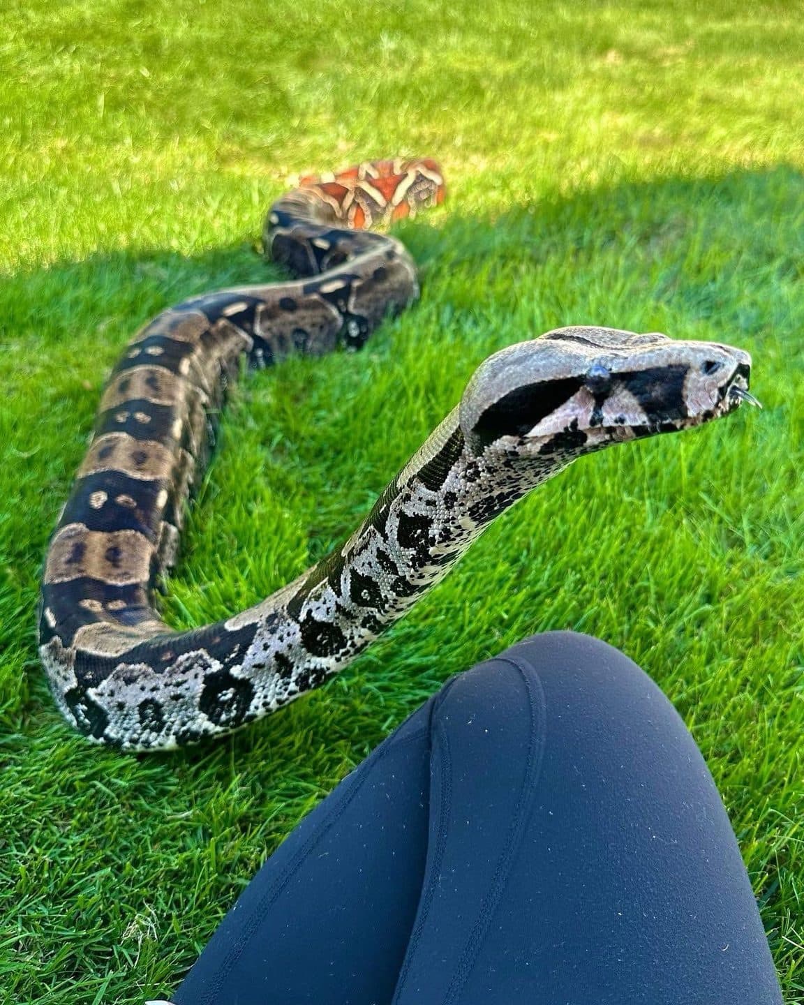 Female BCC Guyana Red Tail Boa — Seeking Her Retirement Home