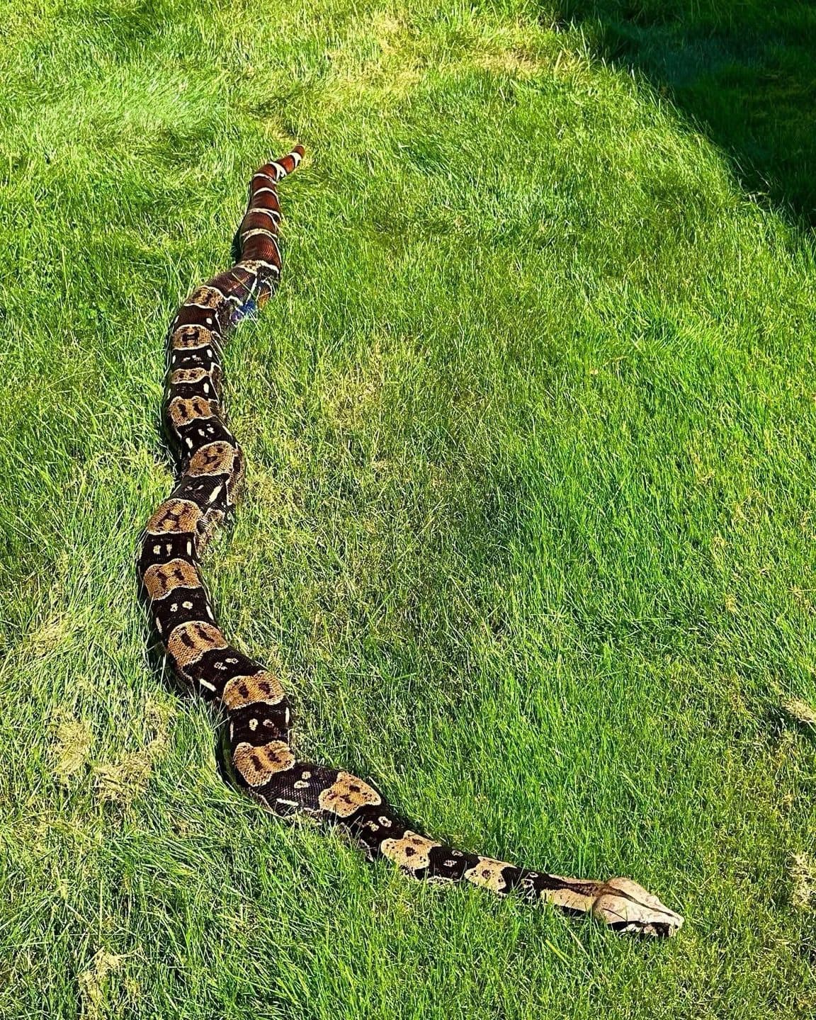 Guyana red tail boa, photo 2