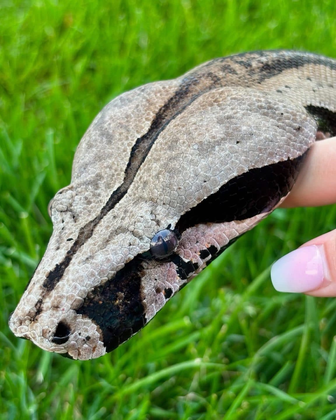 Guyana red tail boa, photo 3
