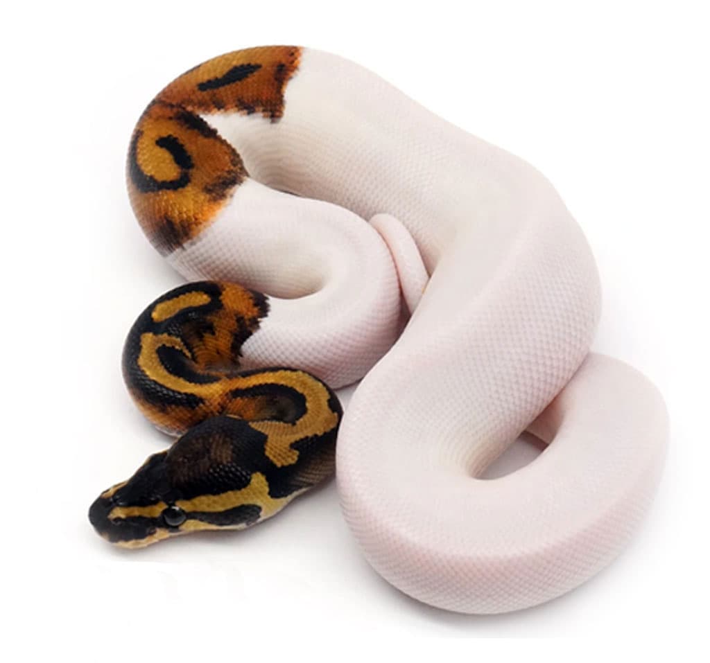 A piebald ball python bred by NERD
