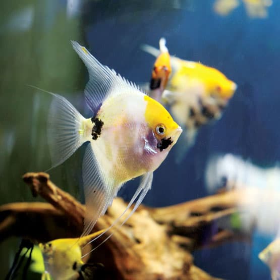 Angelfish in a freshwater aquarium