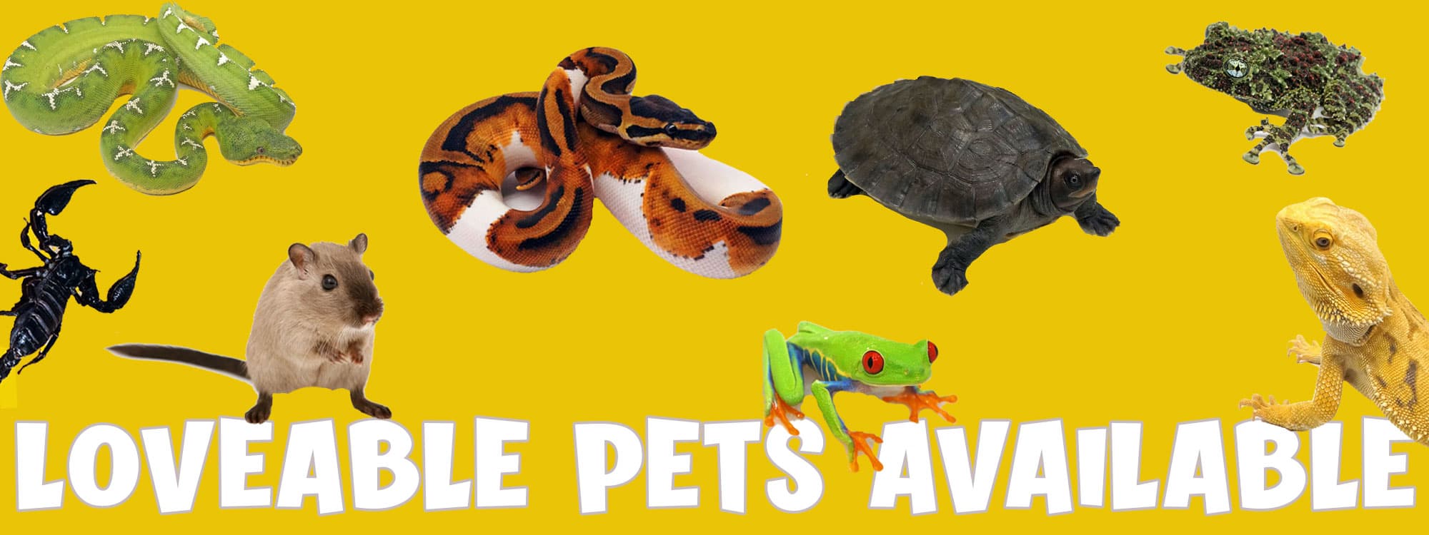 Lovable pets available at Zoo Creatures — snakes, frogs, a tortoise and more
