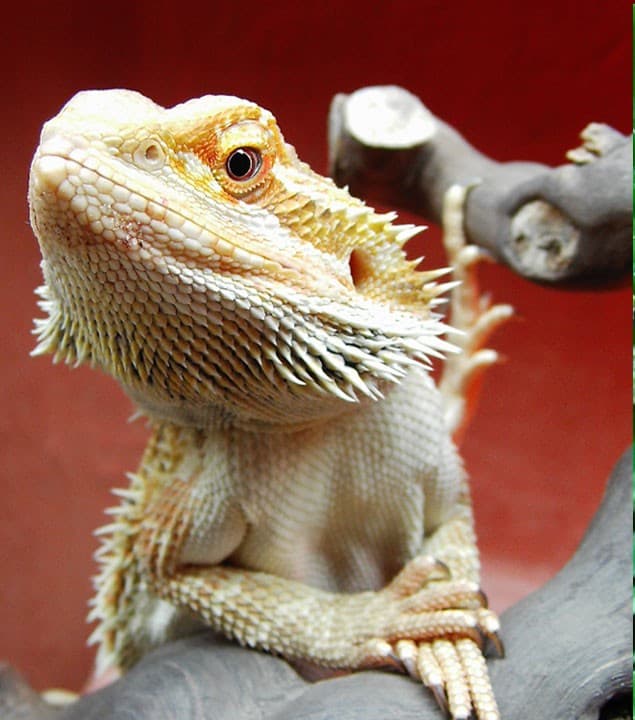 A bearded dragon
