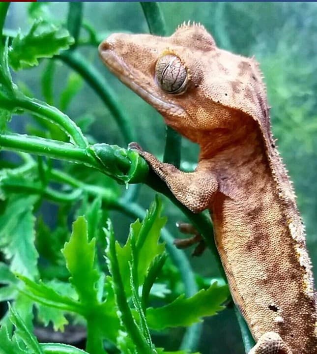 A crested gecko climbing a plant