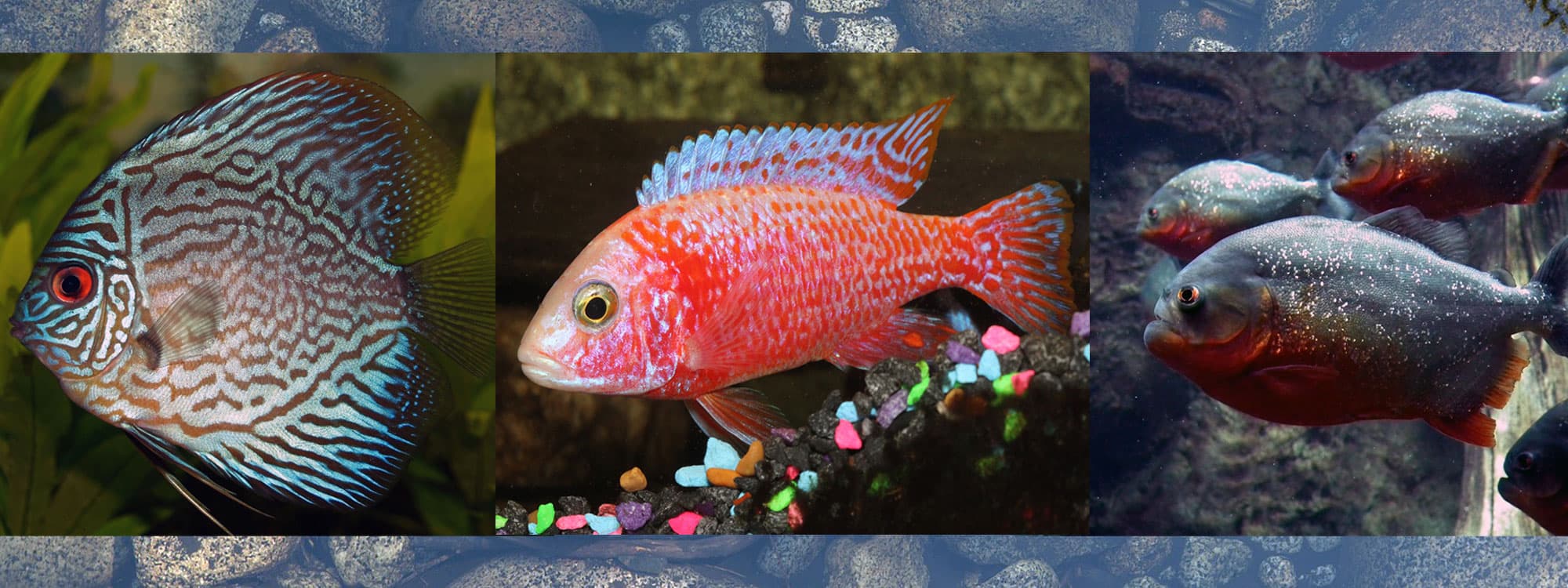 Discus, cichlids and piranha in the Zoo Creatures fish room