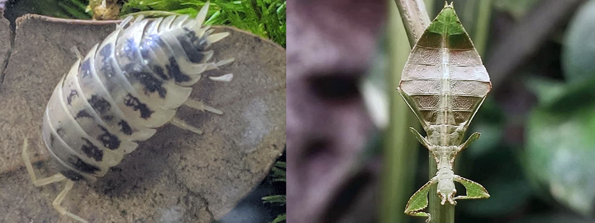 An isopod and a mantis