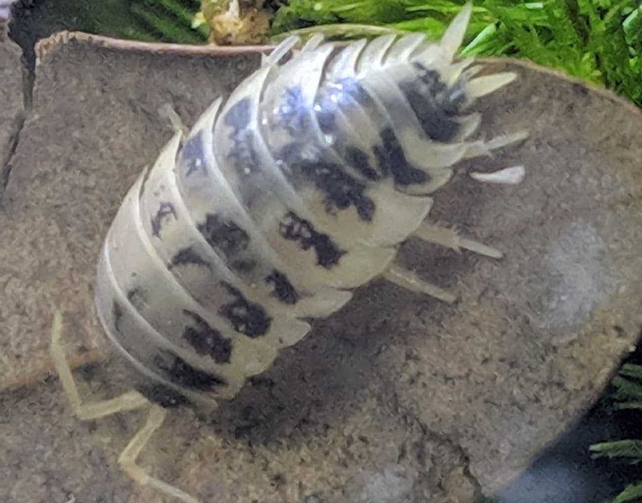 A white isopod with black spots