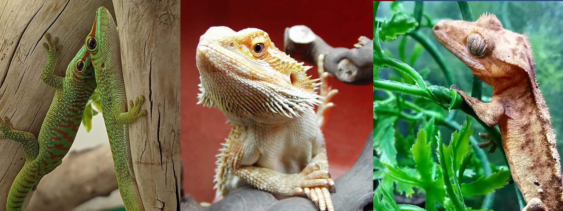 Lizards available at Zoo Creatures — geckos and bearded dragons