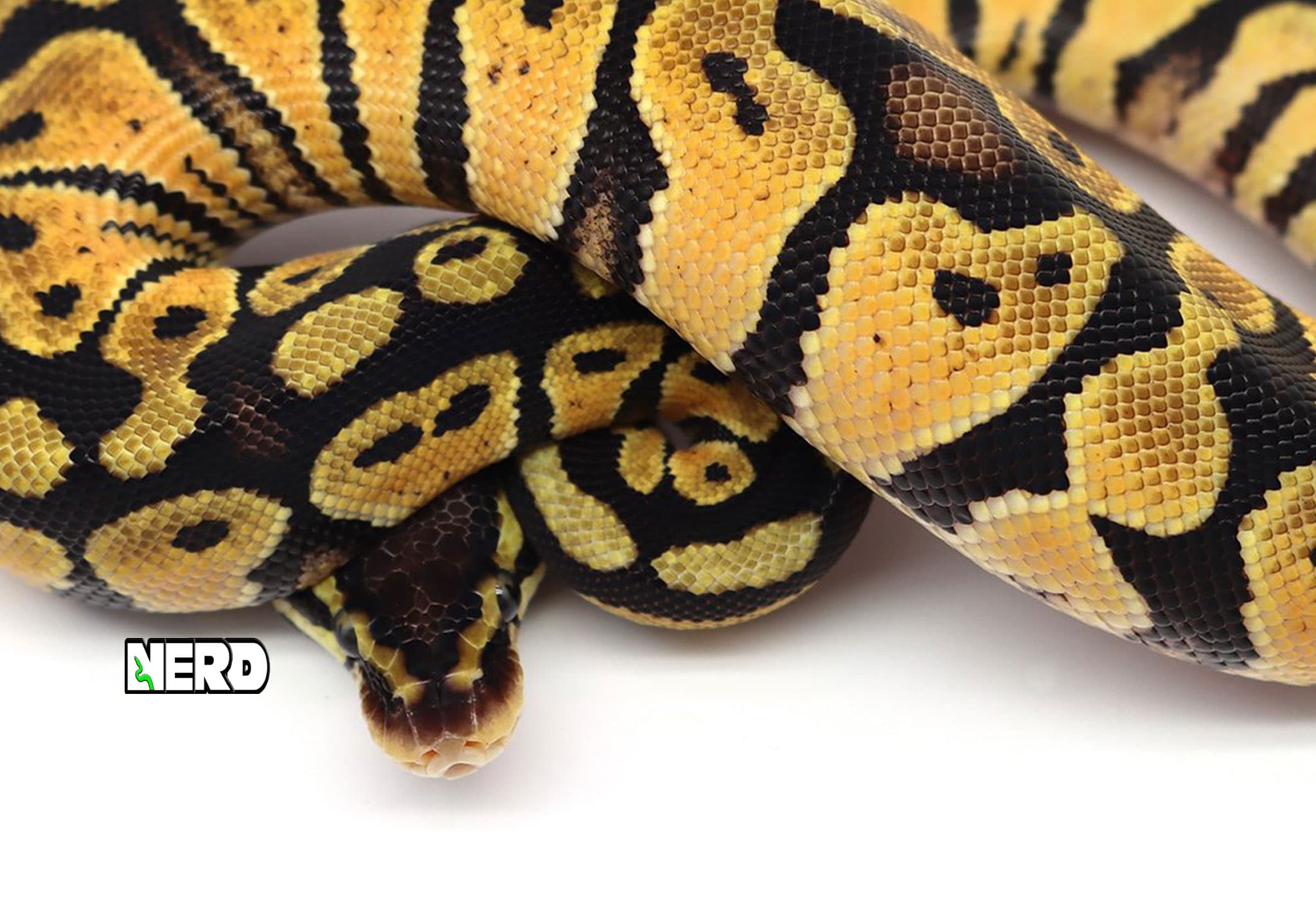 A NERD-bred ball python morph