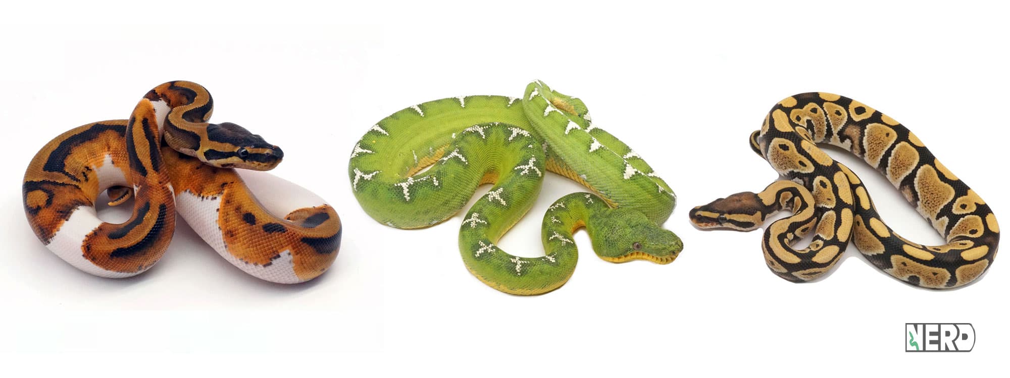 Three NERD snakes on white: a piebald ball python, a green tree python and a ball python