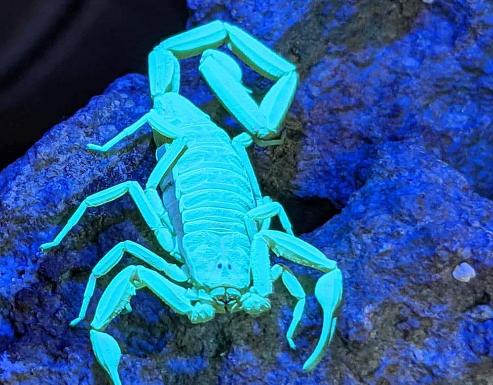 A scorpion glowing blue-green under UV light