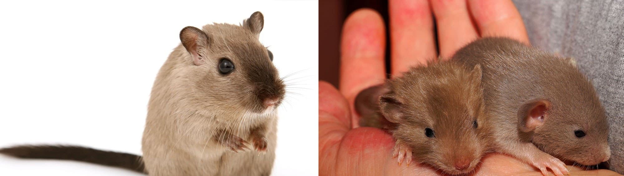Pet rats and mice at Zoo Creatures