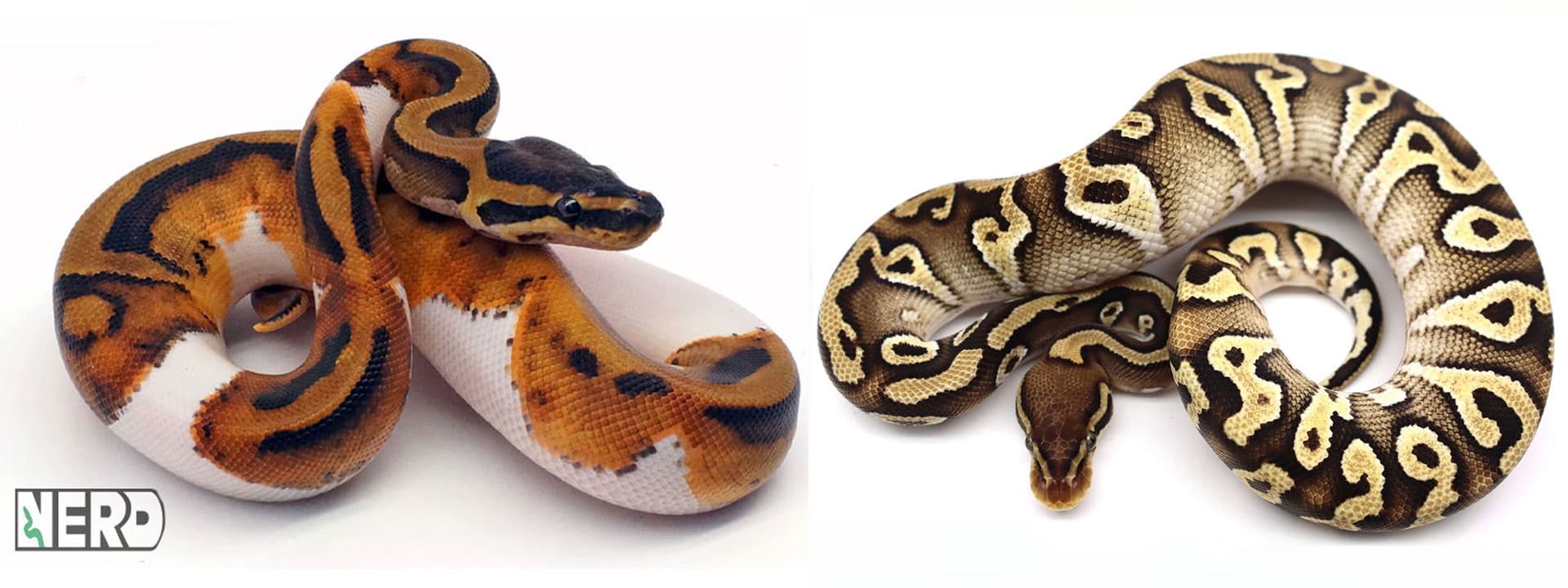 Ball python morphs bred by NERD