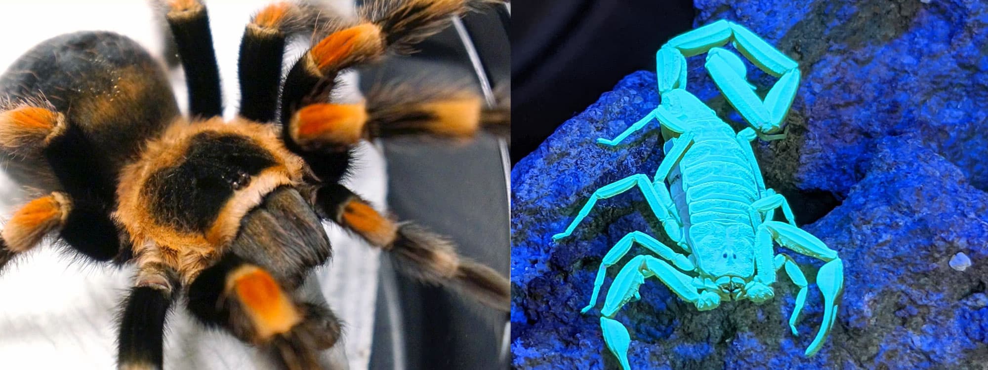 A Mexican red-knee tarantula and a scorpion glowing under UV