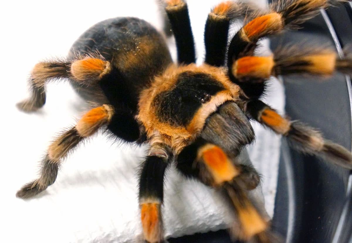 A Mexican red-knee tarantula