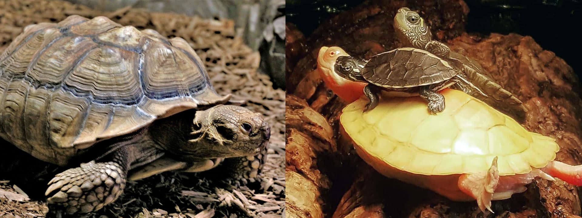 A tortoise and a turtle at Zoo Creatures
