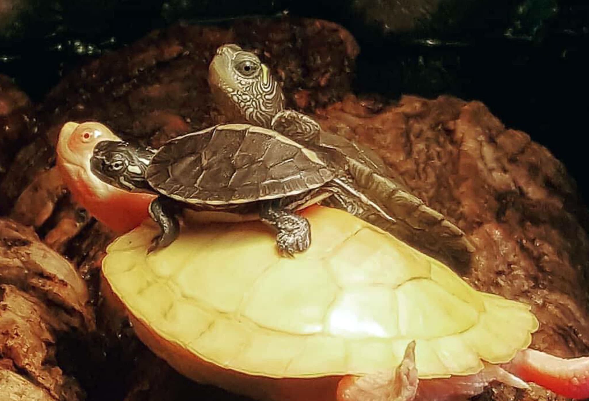Two young turtles resting on a larger turtle's shell