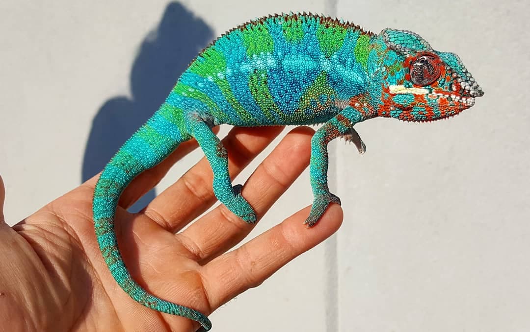 A panther chameleon on a hand at Zoo Creatures
