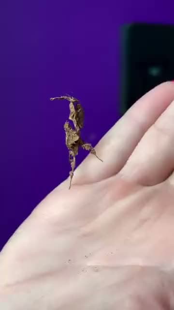 THE GHOST MANTIS 👻 Lots of creepy crawlies in store now 🎃