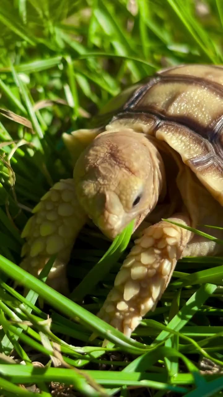 He’s a fast eater! Baby Sulcata Tortoise 🌱