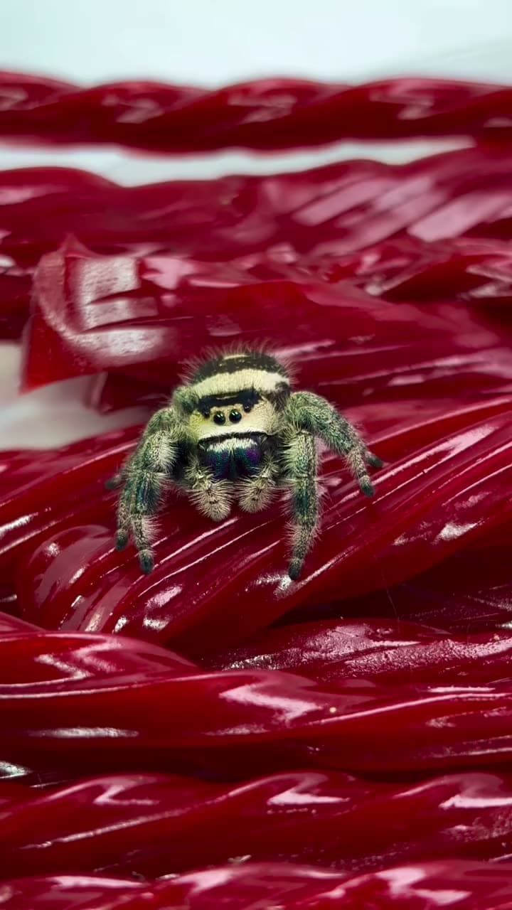 Regal Jumping Spider getting in the Halloween spirit 🎃👻🍁