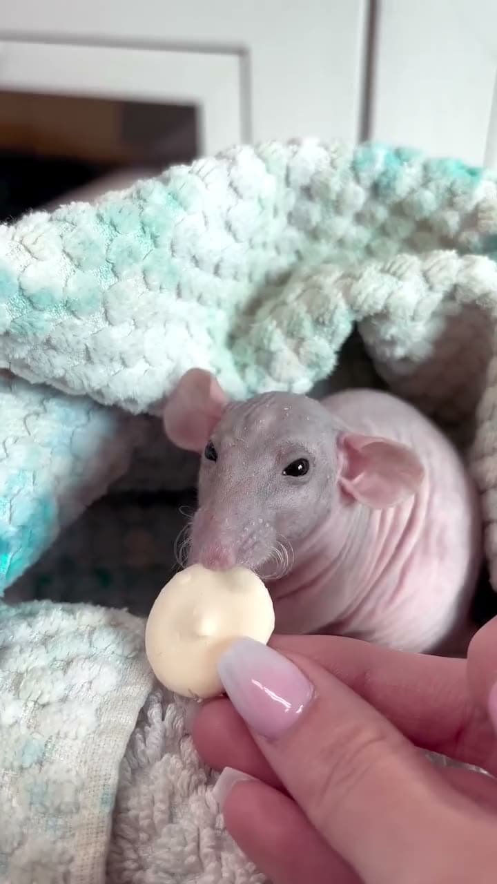 Hairless Dumbo Rat 🩷