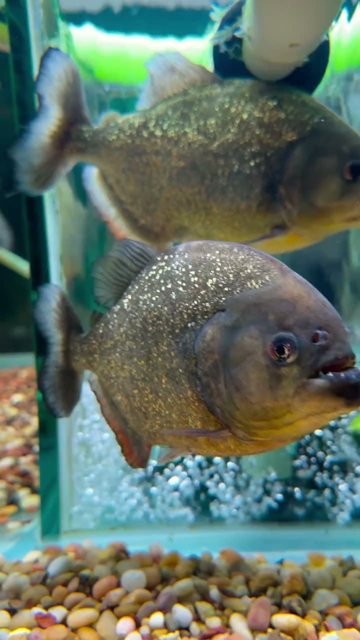 Red-bellied Piranha ❤️ Just look at those scales and teeth!