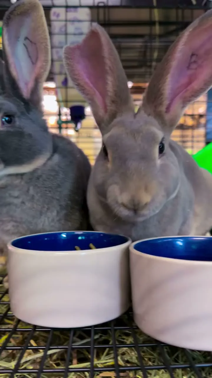 Rex bunnies are here ✨ Munching away 😍
