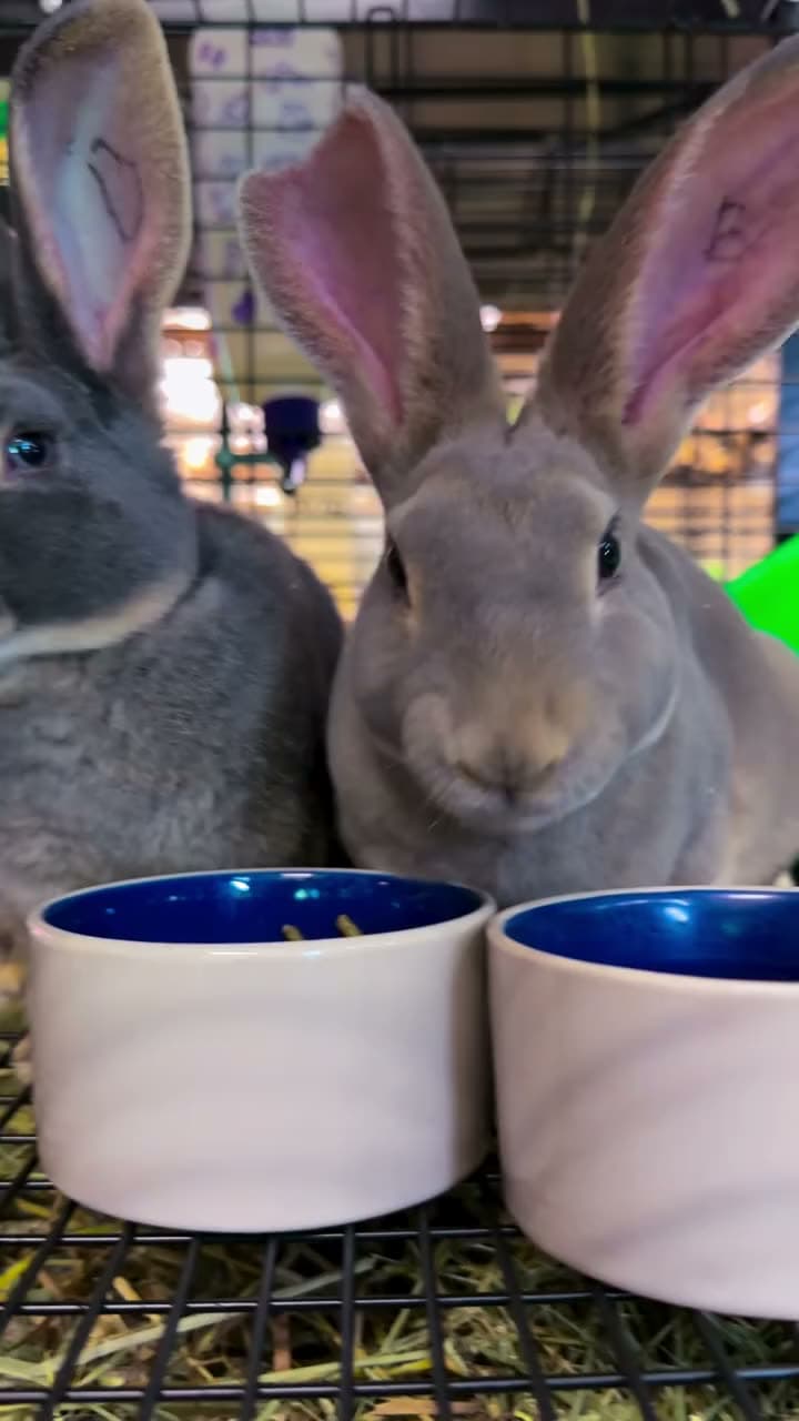 Rex bunnies are here ✨ Munching away 😍