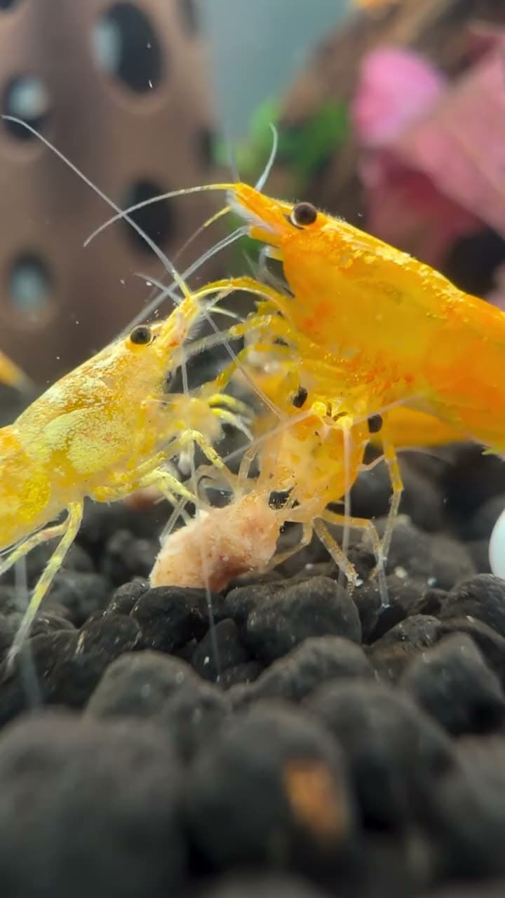 🧡 Jinsha shrimp 🧡 (Neocaridina davidi “Jinsha”) A new, vibrant orange-yellow dwarf freshwater shrimp featuring a bright, wide stripe down its back. Come check these guys out!